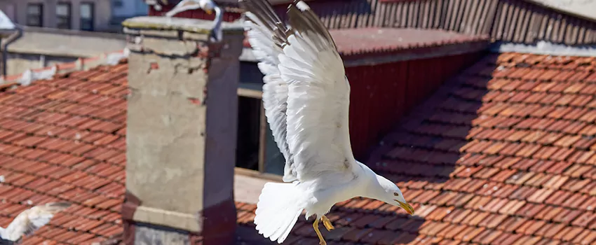 Residential Chimney Animal Removal Solution in Jacksonville, AR