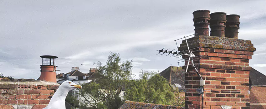 Chimney Cleaning And Restoration in Jacksonville, Arkansas